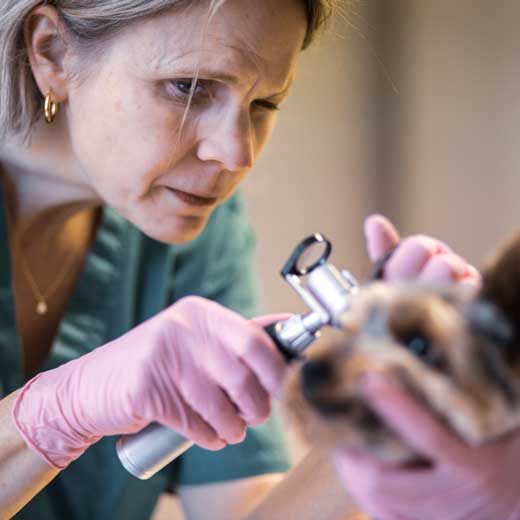 Kleintierpraxis Tierarzt Bremen Findorff - Dr. med. vet. Jasmin-Janina Biege